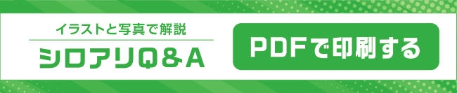 イラストと写真で解決 シロアリQ&A PDFで印刷する